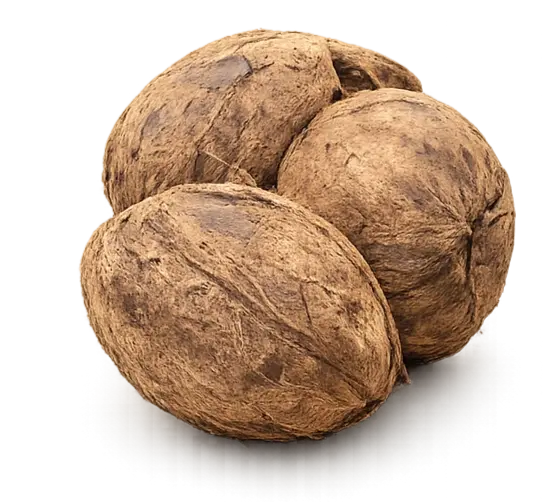 Coconut Home Section